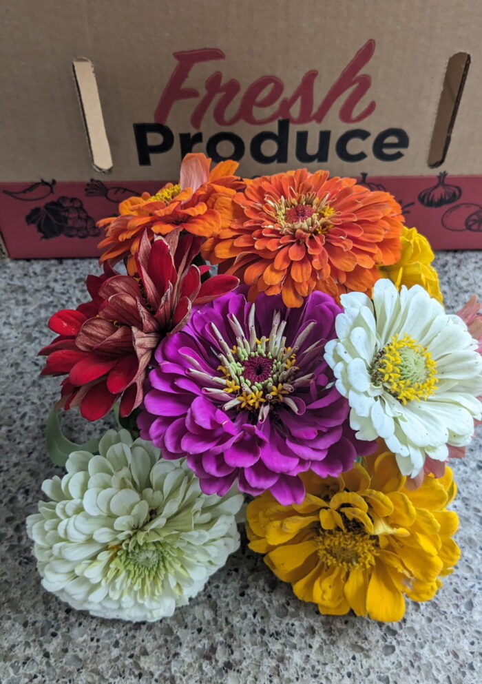 U-Pick Assorted (Vegetables + Flowers) - Image 5