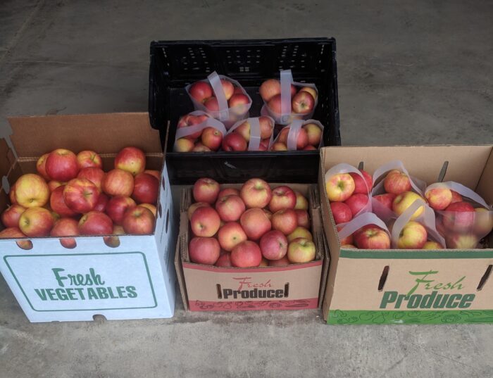 U-Pick Apples