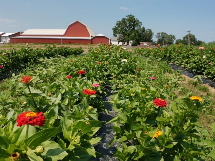 U-Pick Flowers - Image 2