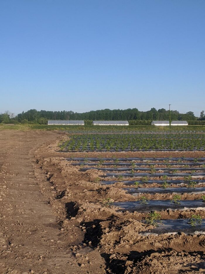 Farm school (per day)