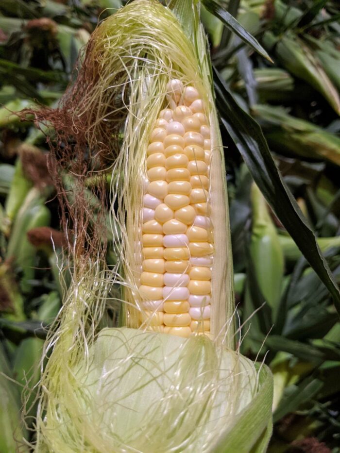 U-Pick Vegetables