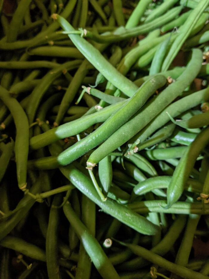 U-Pick Vegetables - Image 9