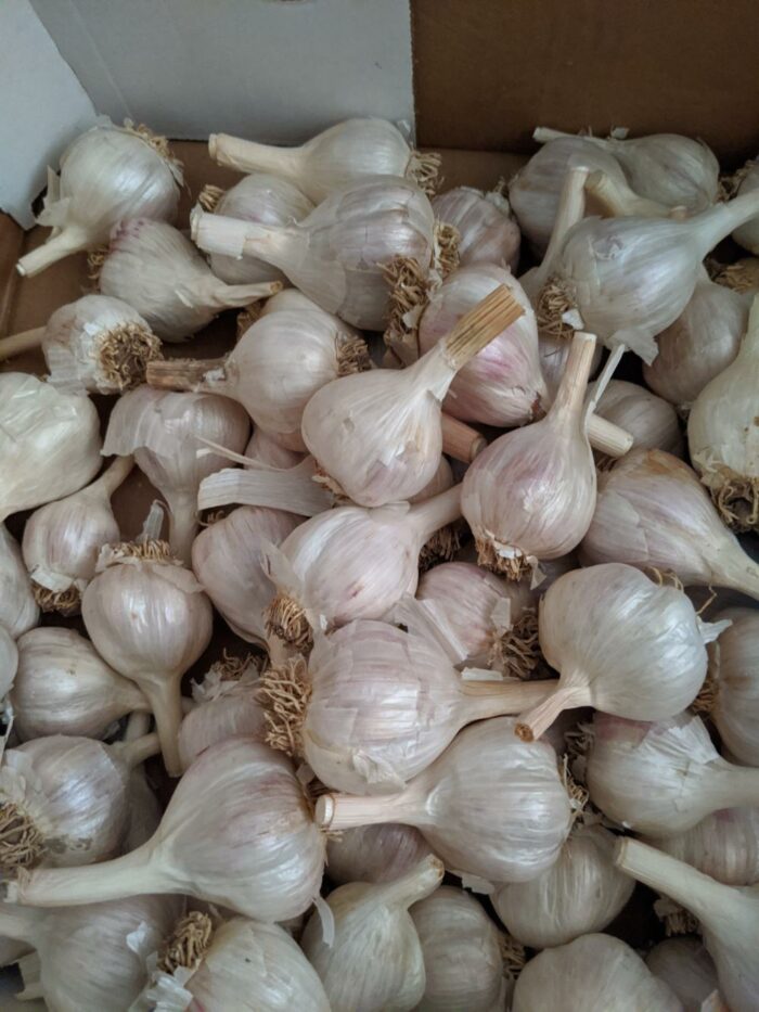 U-Pick Vegetables - Image 5