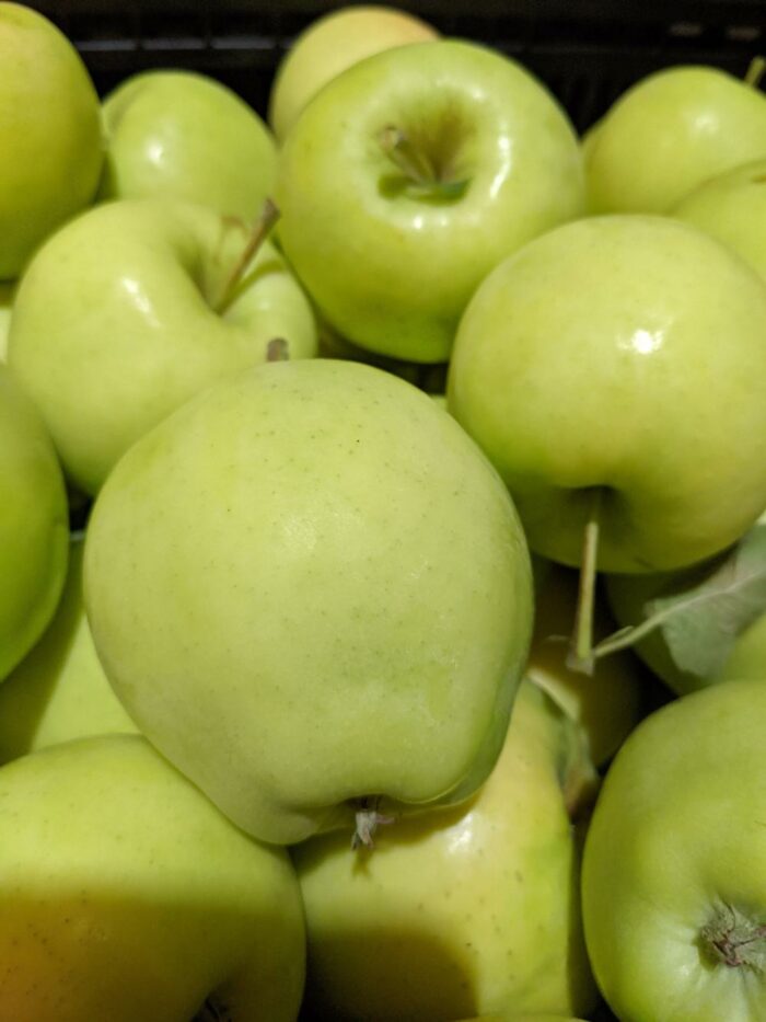 U-Pick Apples - Image 7