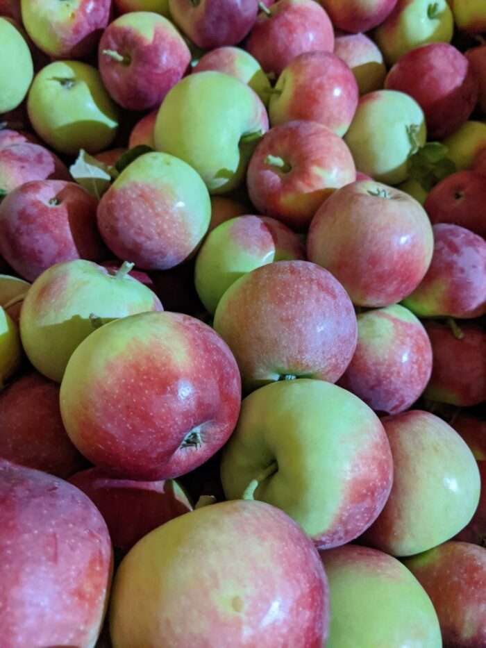 U-Pick Apples - Image 6
