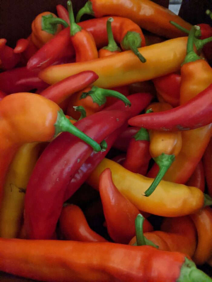 U-Pick Vegetables - Image 10