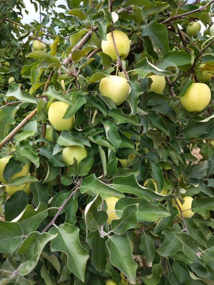 U-Pick Apples - Image 5