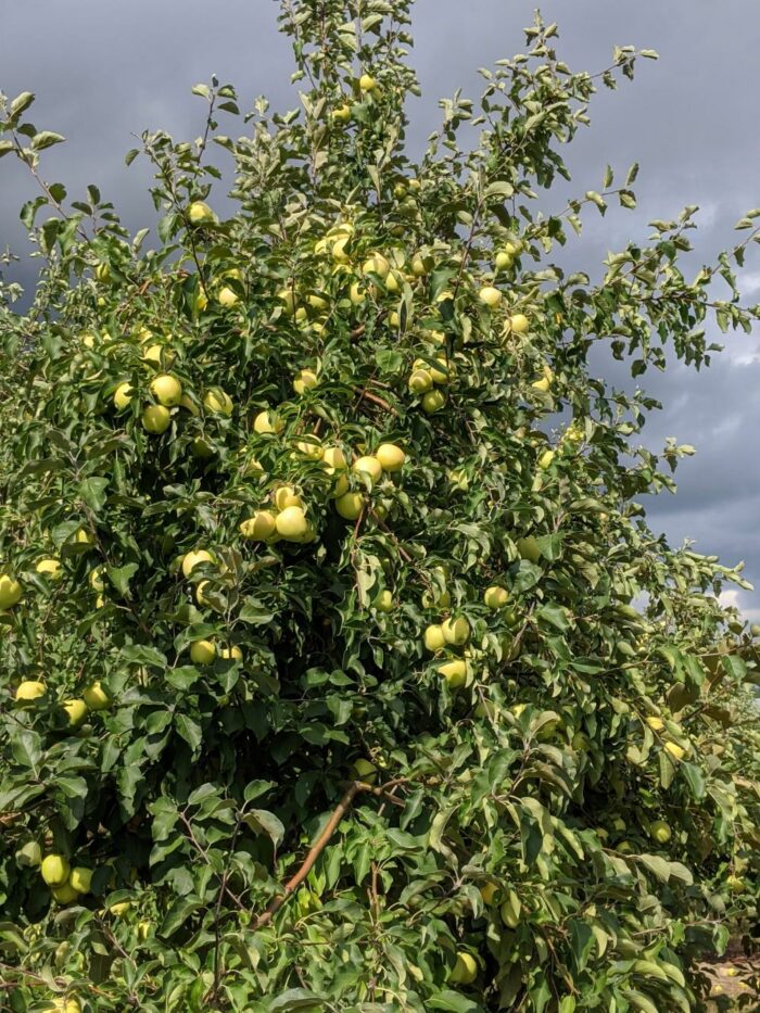 U-Pick Apples - Image 4
