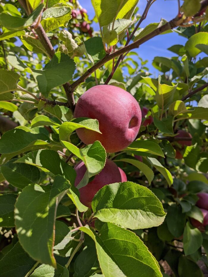 U-Pick Apples - Image 3