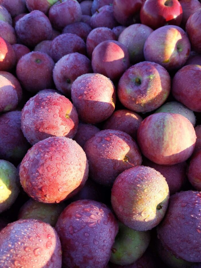 U-Pick Apples - Image 2