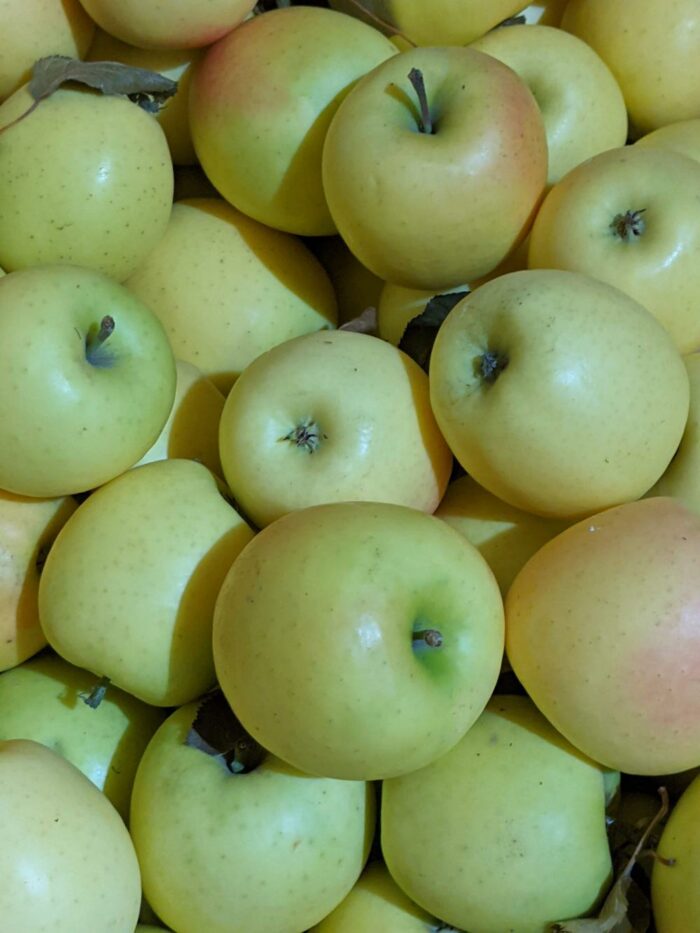 U-Pick Apples - Image 9