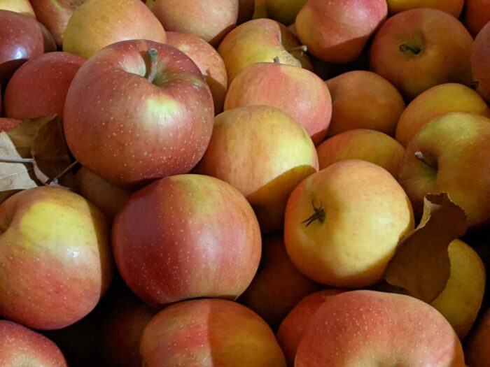 U-Pick Apples - Image 8